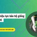 Hủy bỏ hiệu lực bằng bảo hộ giống cây trồng