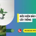 Điều kiện bảo hộ giống cây trồng