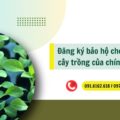 Đăng ký bảo hộ cho giống cây trồng của mình