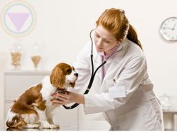 Tư vấn gia hạn và cấp lại chứng chỉ hành nghề trong lĩnh vực thú y